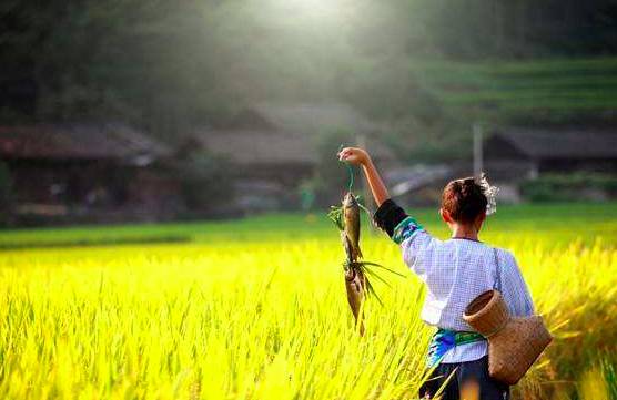 麗水·曼山居，依山而居便不知人間是何夕