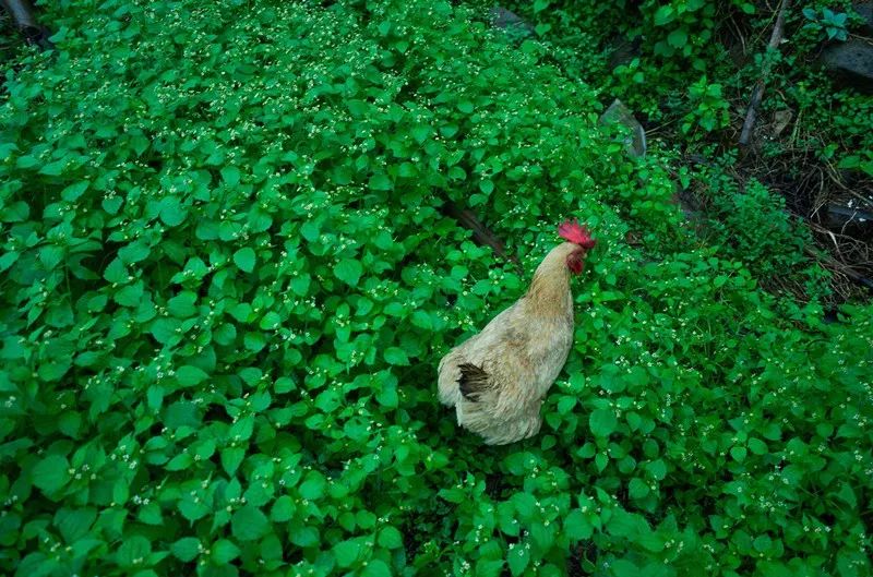 杭州·菩提谷，與你一起私有群山秘境