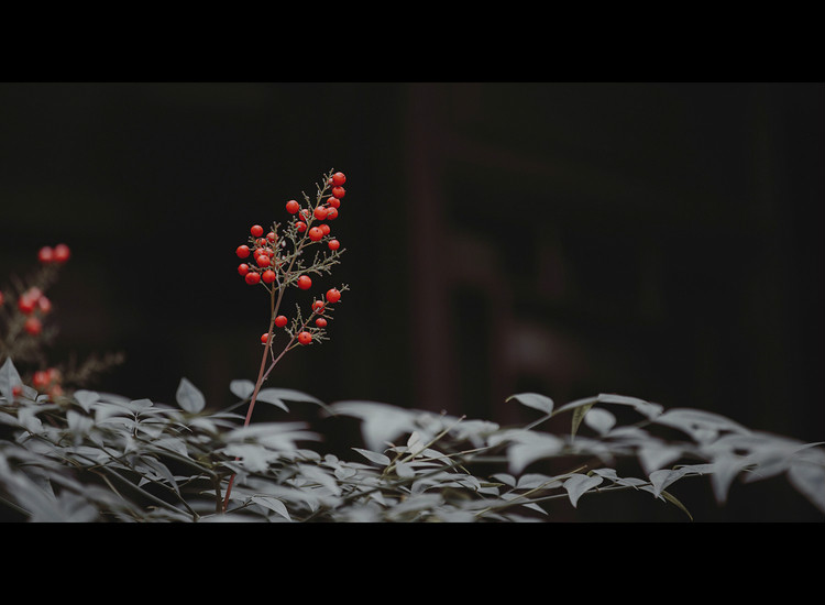 風(fēng)月·人像古裝攝影