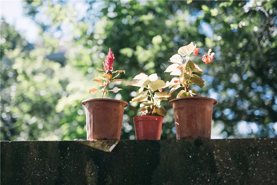廈門·春草芬芳，體驗面朝大海沐浴星辰的愜意芬