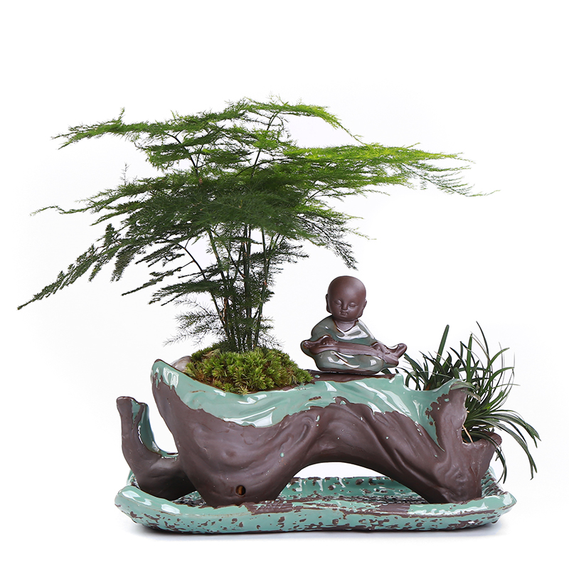 別具風(fēng)味的文竹陶瓷盆景，禪意小和尚盆景圖片