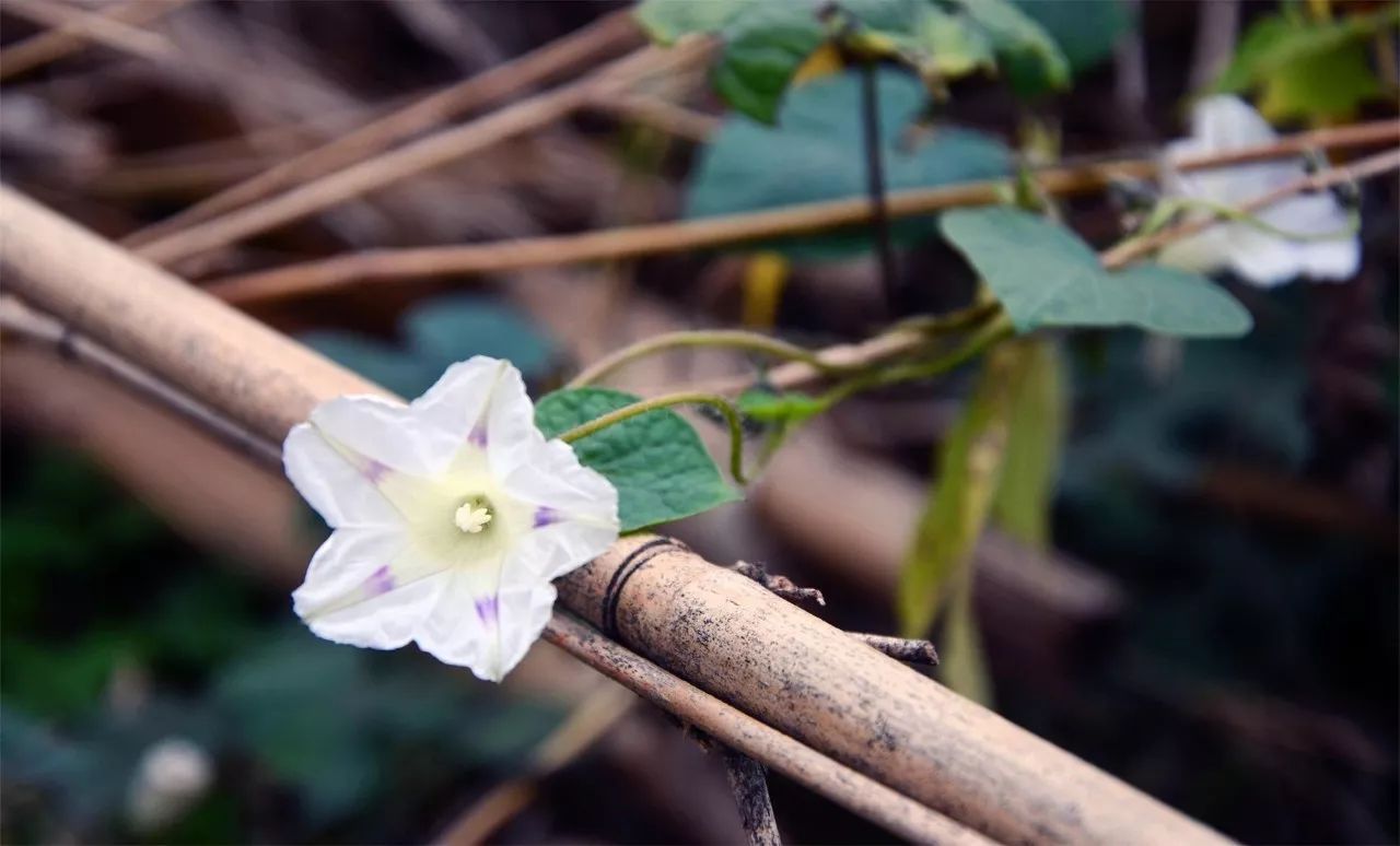 中香界·上海別院，萬水千山總是情！