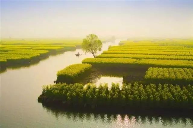 美到窒息的中國(guó)最美油菜花海，邂逅花海風(fēng)景！