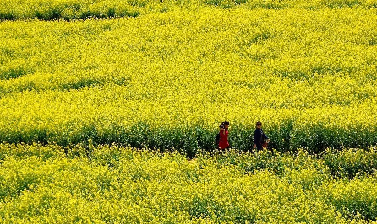 美到窒息的中國(guó)最美油菜花海，邂逅花海風(fēng)景！