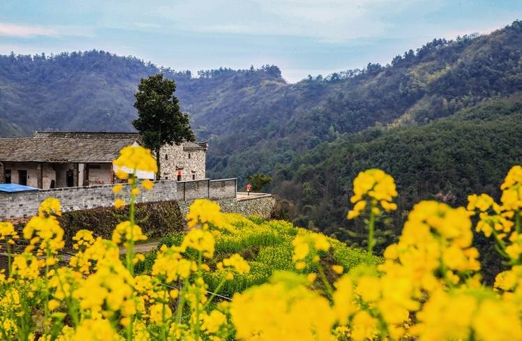 美到窒息的中國最美油菜花海，邂逅花海風(fēng)景！