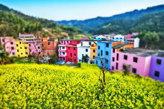 美到窒息的中國最美油菜花海，邂逅花海風(fēng)景！