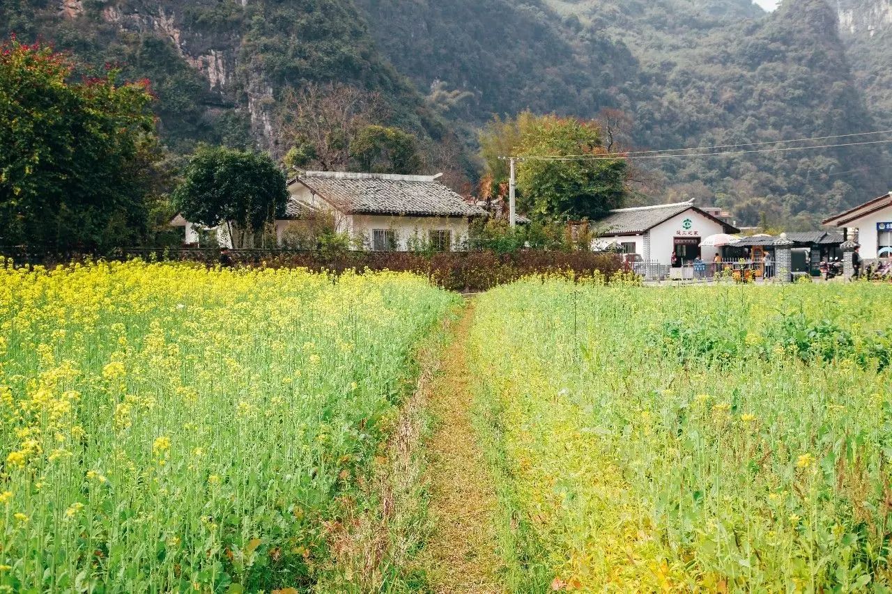 美到窒息的中國最美油菜花海，邂逅花海風(fēng)景！
