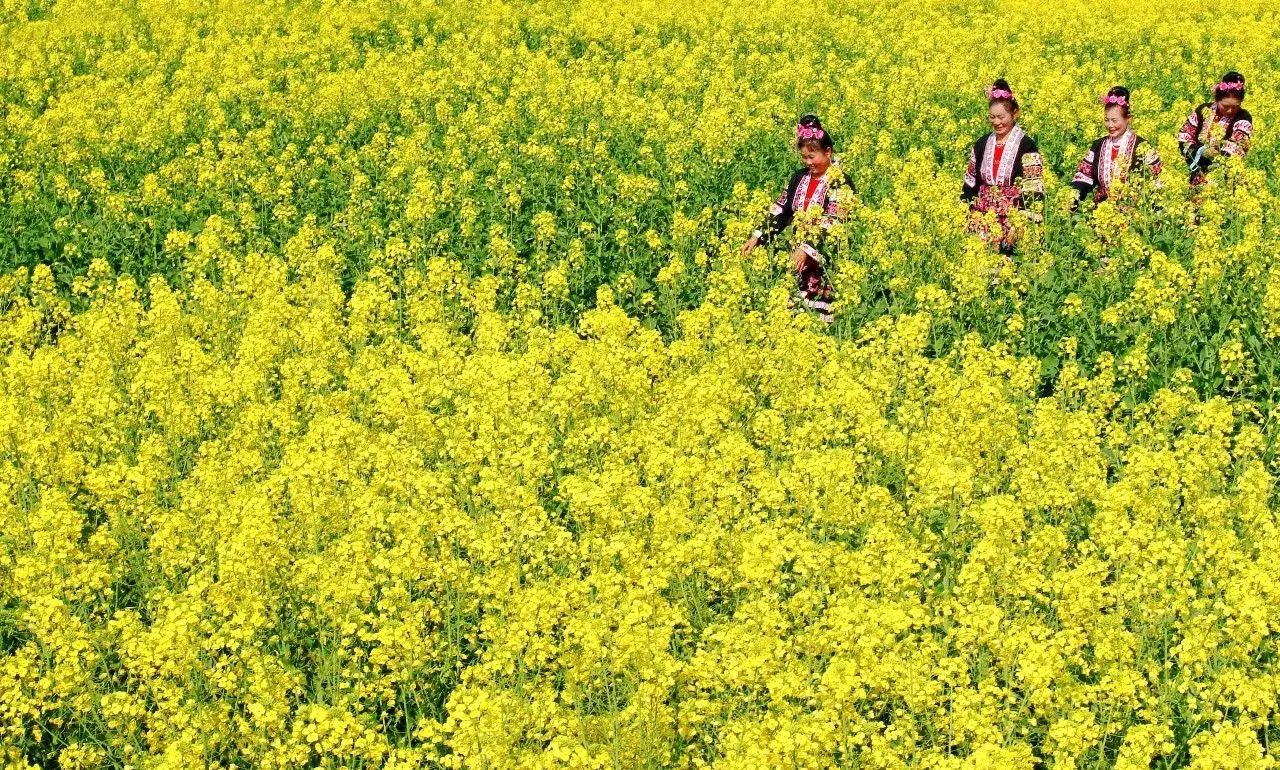 美到窒息的中國最美油菜花海，邂逅花海風(fēng)景！