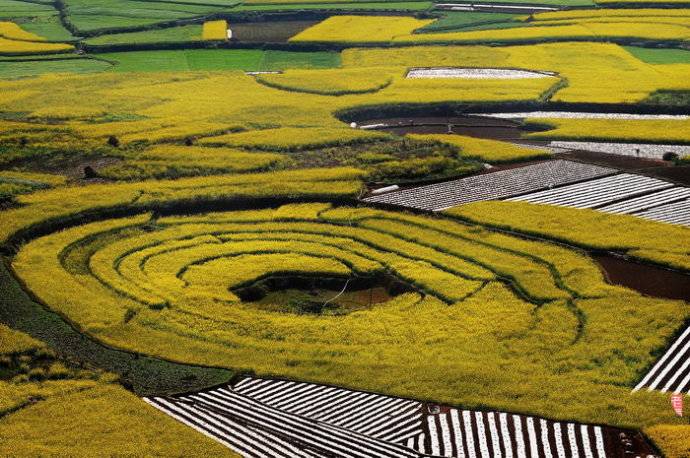 美到窒息的中國最美油菜花海，邂逅花海風(fēng)景！