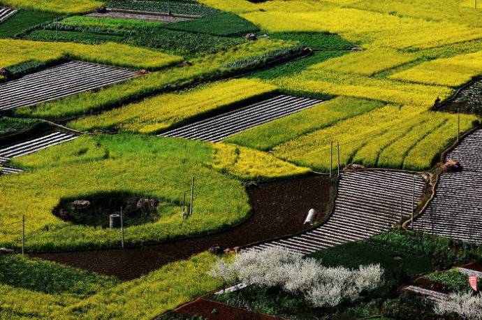 美到窒息的中國最美油菜花海，邂逅花海風(fēng)景！