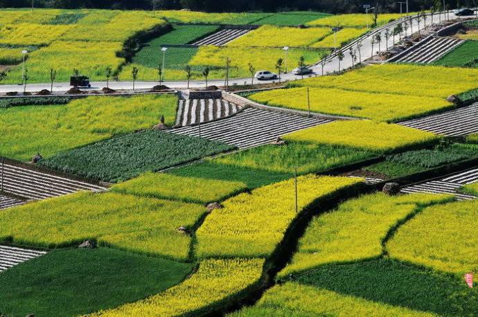 美到窒息的中國最美油菜花海，邂逅花海風(fēng)景！
