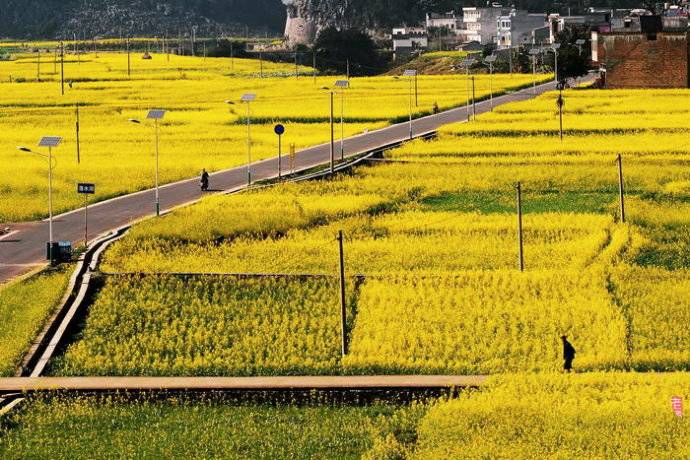 美到窒息的中國最美油菜花海，邂逅花海風(fēng)景！