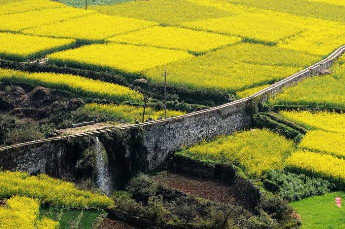 美到窒息的中國最美油菜花海，邂逅花海風(fēng)景！