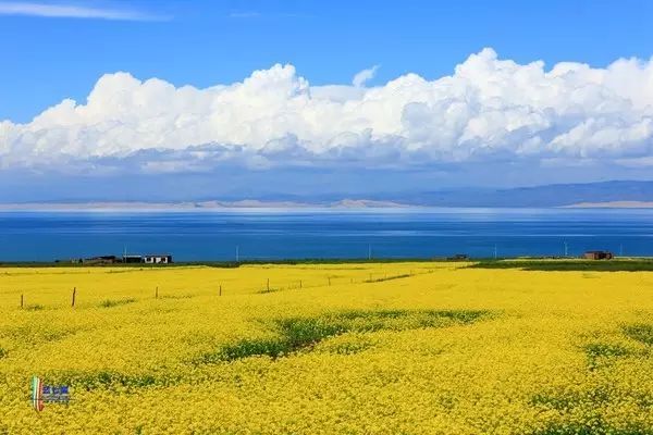美到窒息的中國最美油菜花海，邂逅花海風(fēng)景！