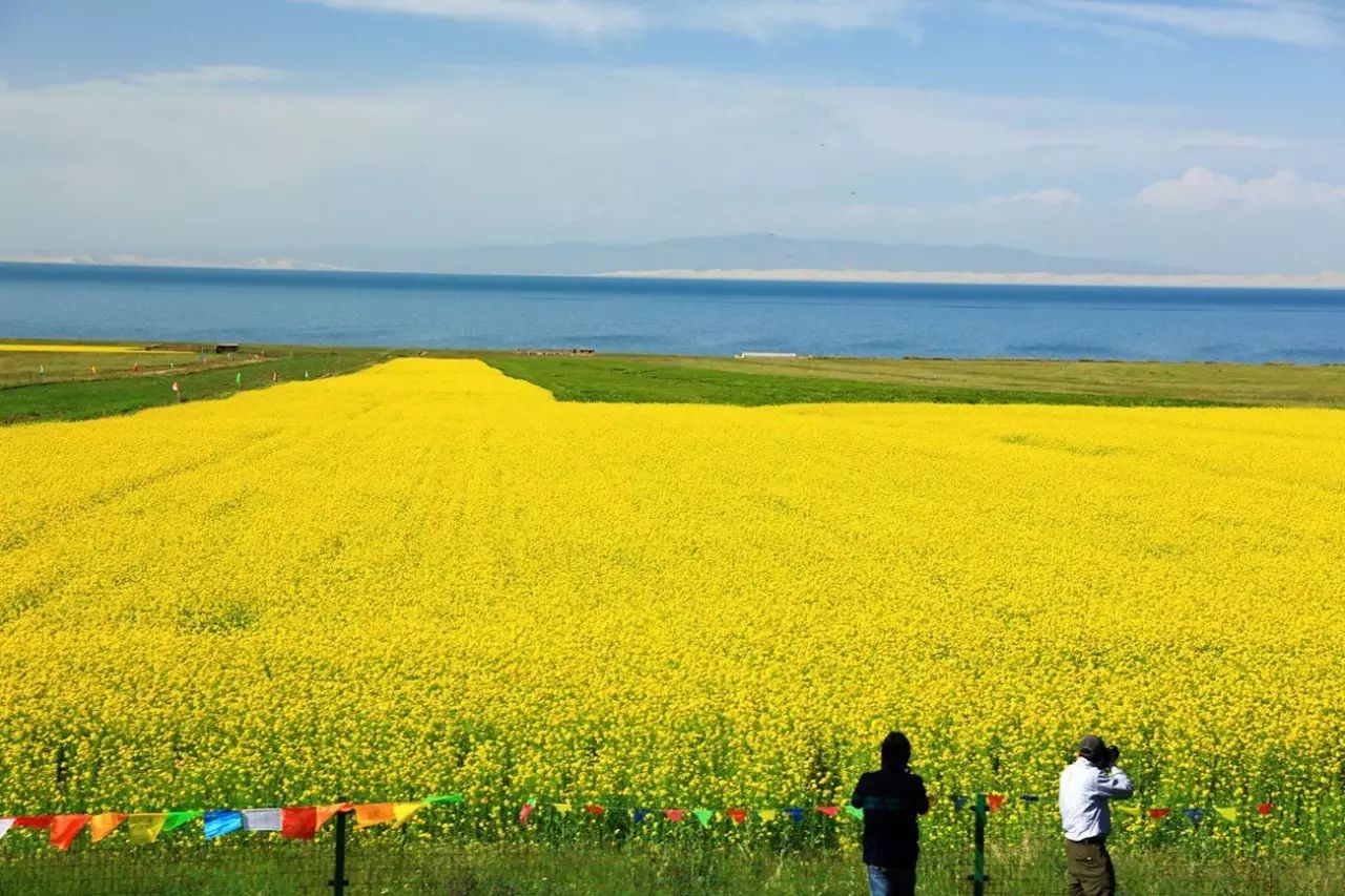 美到窒息的中國最美油菜花海，邂逅花海風(fēng)景！