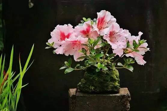 花香滿溢，唯美花藝設(shè)計(jì)！