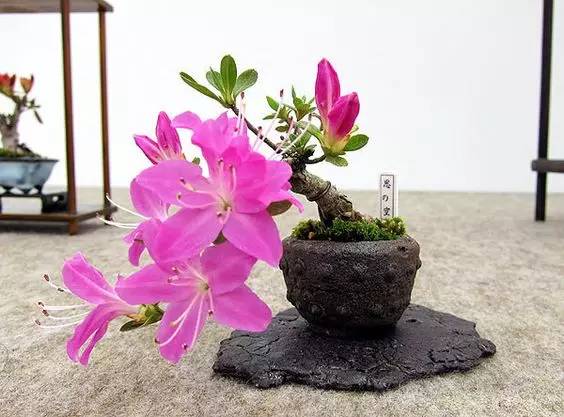 花香滿溢，唯美花藝設(shè)計(jì)！