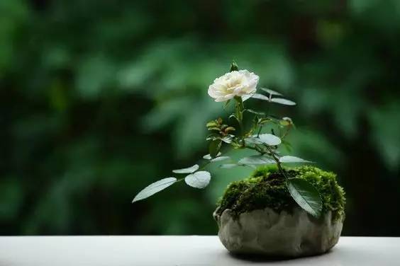 花香滿溢，唯美花藝設(shè)計(jì)！