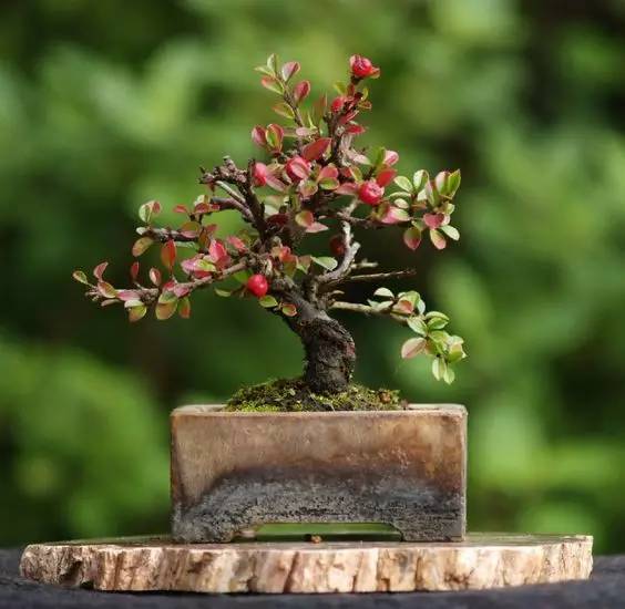 花香滿溢，唯美花藝設(shè)計！