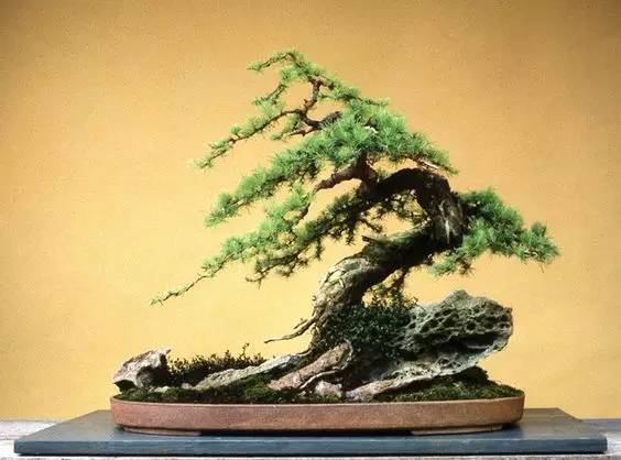 花香滿溢，唯美花藝設(shè)計！