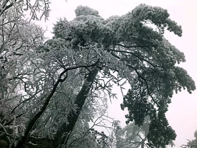 雪后黃山風(fēng)景宛如人間仙境，舞一曲雪中霓裳羽