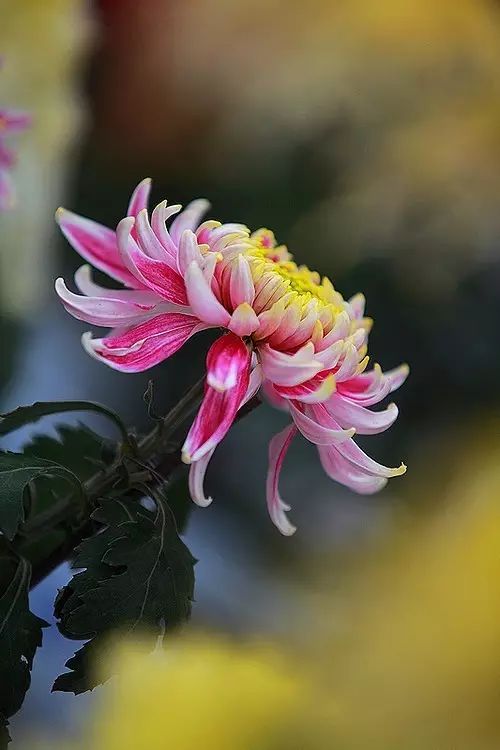 立冬時節(jié)菊繽紛，唯美菊花攝影！