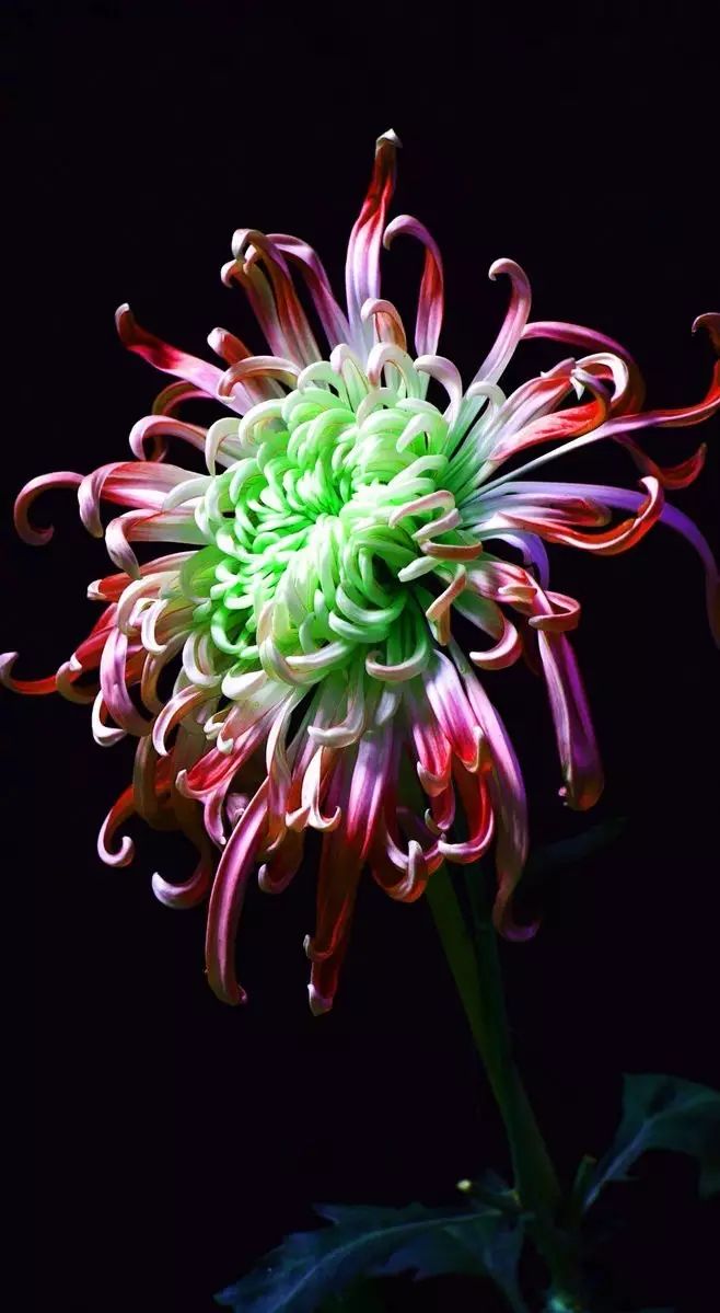 立冬時節(jié)菊繽紛，唯美菊花攝影！