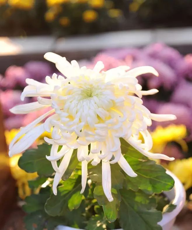 立冬時節(jié)菊繽紛，唯美菊花攝影！