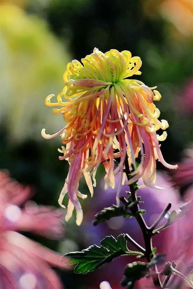 立冬時節(jié)菊繽紛，唯美菊花攝影！