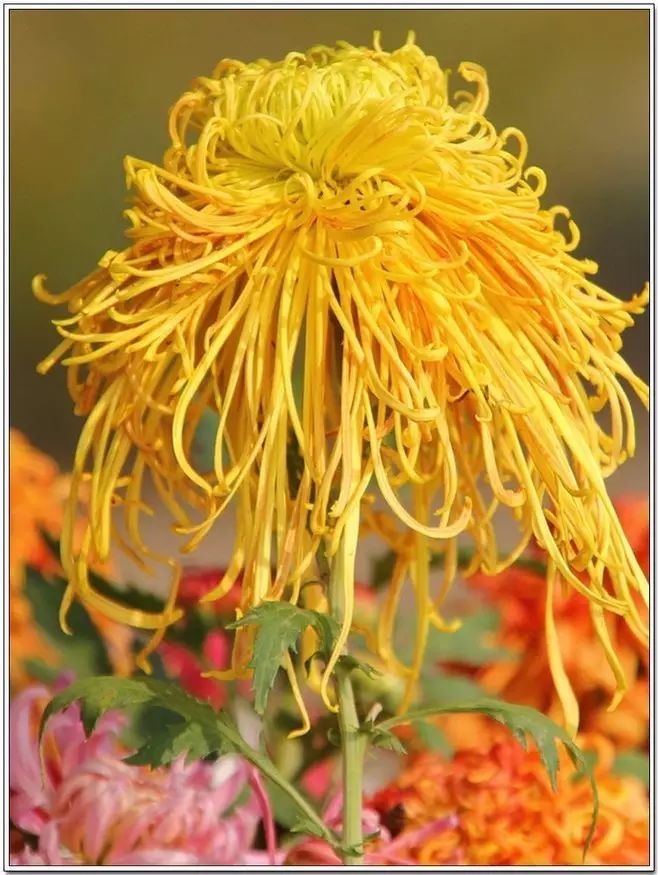 立冬時節(jié)菊繽紛，唯美菊花攝影！