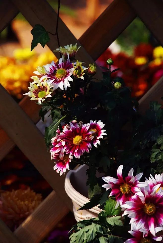 立冬時節(jié)菊繽紛，唯美菊花攝影！