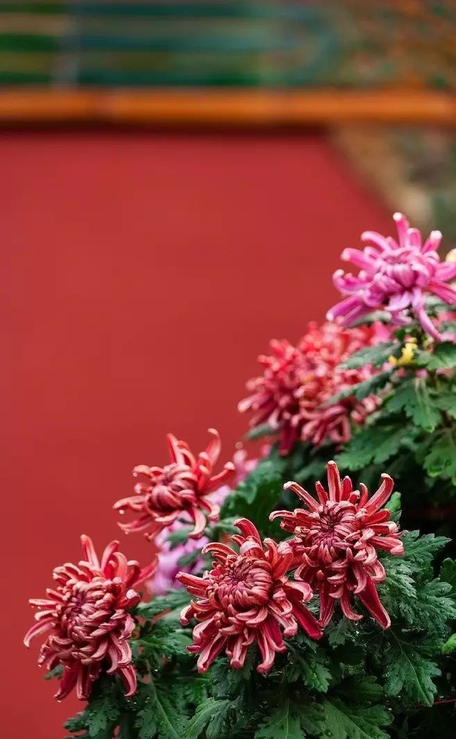 立冬時節(jié)菊繽紛，唯美菊花攝影！