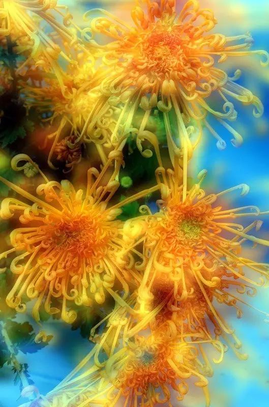 立冬時(shí)節(jié)菊繽紛，唯美菊花攝影！