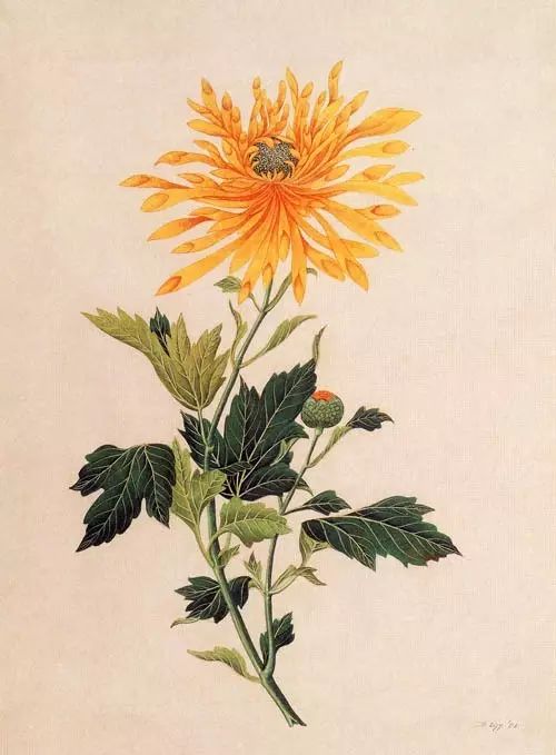 立冬時(shí)節(jié)菊繽紛，唯美菊花攝影！