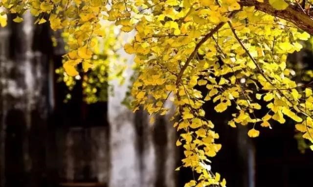 晚秋一抹耀眼金黃，唯美秋天風(fēng)景圖片！