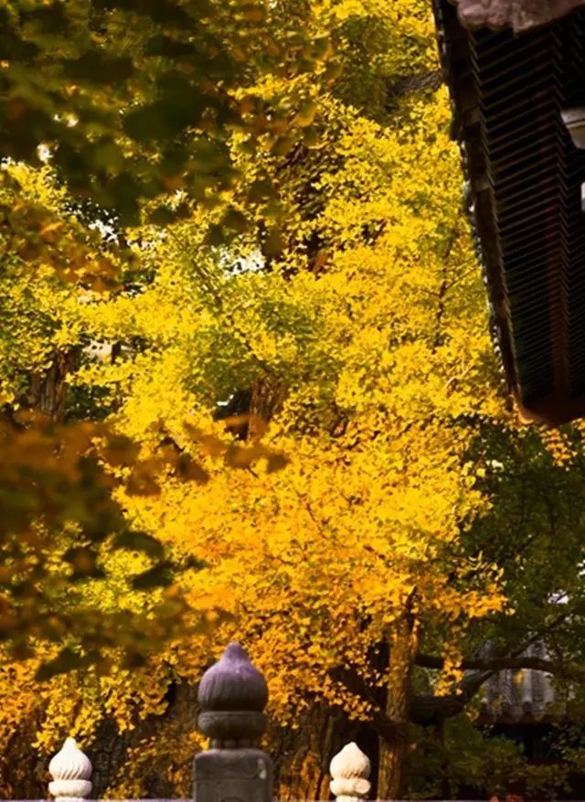 晚秋一抹耀眼金黃，唯美秋天風(fēng)景圖片！