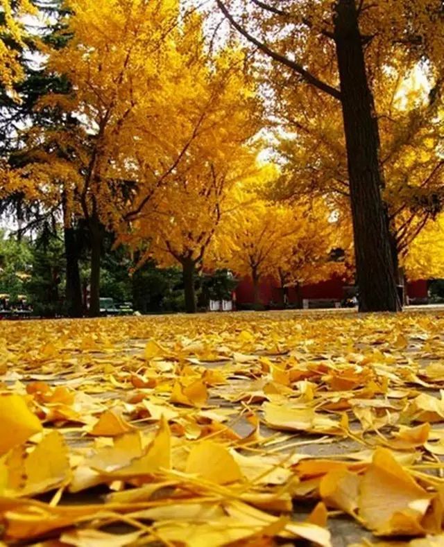 晚秋一抹耀眼金黃，唯美秋天風景圖片！