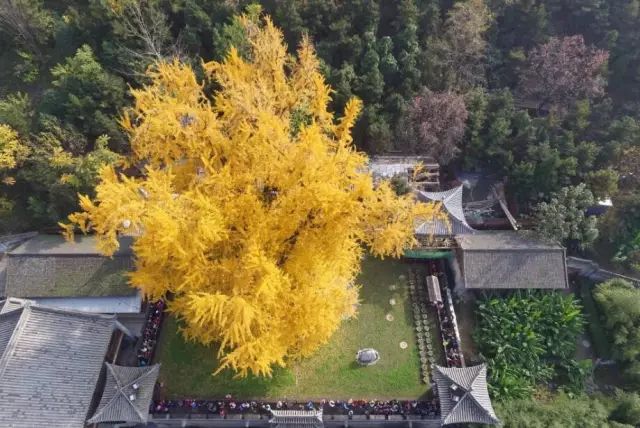 晚秋一抹耀眼金黃，唯美秋天風景圖片！