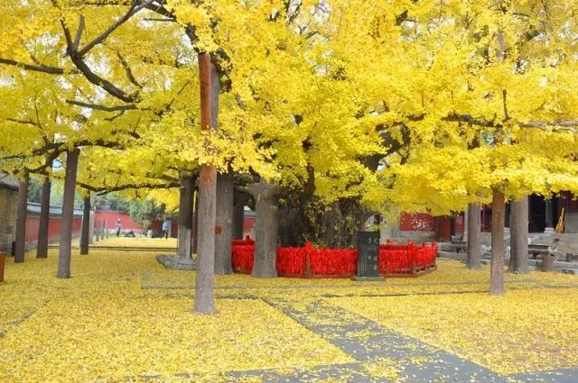 晚秋一抹耀眼金黃，唯美秋天風(fēng)景圖片！