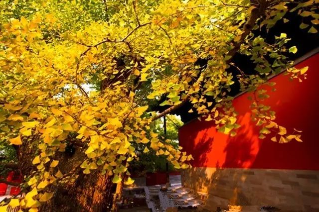 晚秋一抹耀眼金黃，唯美秋天風(fēng)景圖片！