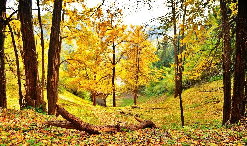 晚秋一抹耀眼金黃，唯美秋天風(fēng)景圖片！