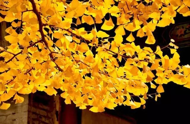 晚秋一抹耀眼金黃，唯美秋天風(fēng)景圖片！