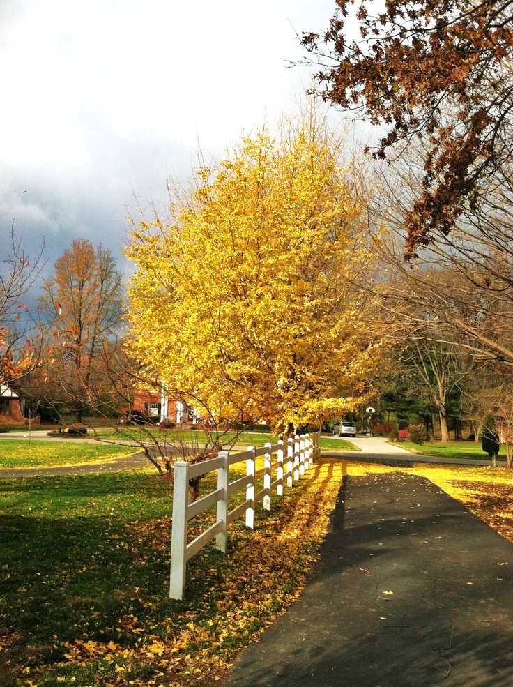 晚秋一抹耀眼金黃，唯美秋天風(fēng)景圖片！