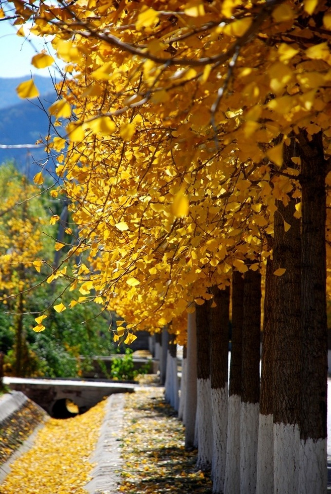 晚秋一抹耀眼金黃，唯美秋天風(fēng)景圖片！