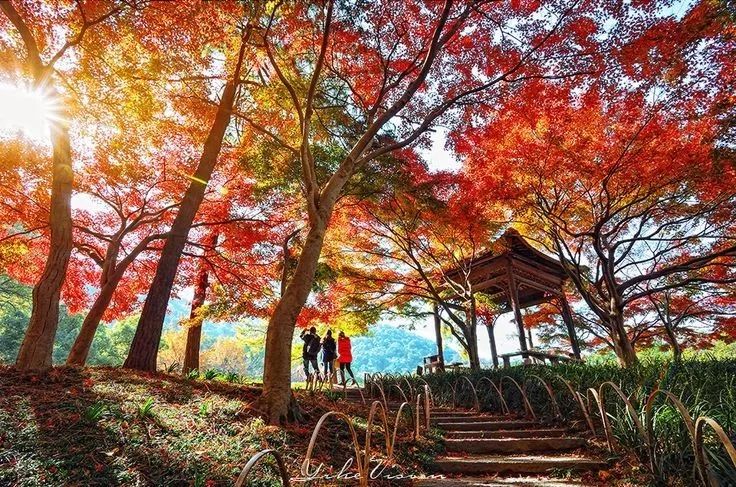 美呆了！祖國的秋色盡收眼底