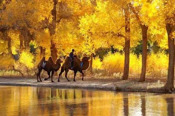 美呆了！祖國的秋色盡收眼底