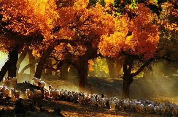 美呆了！祖國(guó)的秋色盡收眼底