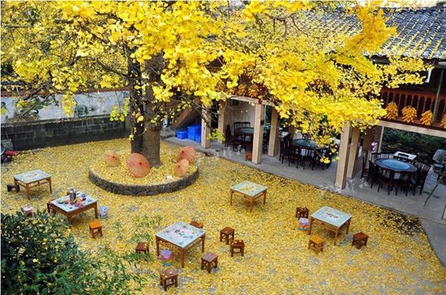 美呆了！祖國的秋色盡收眼底