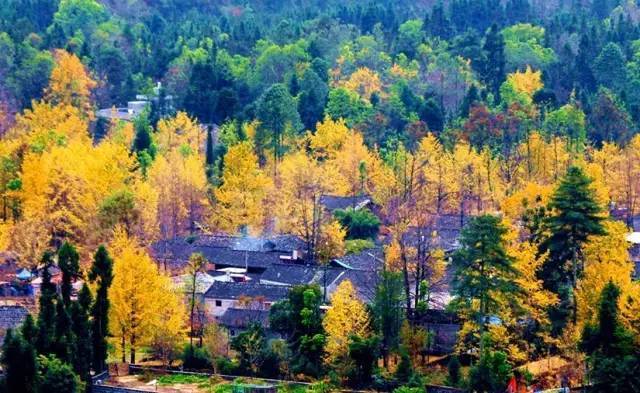 美呆了！祖國的秋色盡收眼底