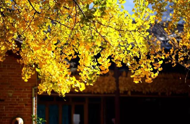 美呆了！祖國的秋色盡收眼底